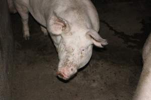 Australian pig farming - Captured at Strathvean Piggery, Tarcutta NSW Australia.
