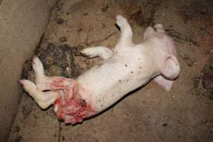 Dead piglet, possibly cannibalised - Australian pig farming - Captured at Cumbijowa Piggery, Cumbijowa NSW Australia.