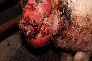 Sow with multiple huge prolapses - Painful prolapses infested with maggots - Captured at Cumbijowa Piggery, Cumbijowa NSW Australia.