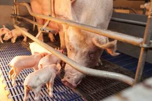 Mother with piglets - Australian pig farming - Captured at Golden Grove Piggery, Young NSW Australia.