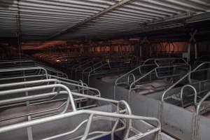 Looking across farrowing shed - Australian pig farming - Captured at Golden Grove Piggery, Young NSW Australia.