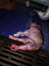 Dead piglet with chewed legs - Australian pig farming - Captured at Golden Grove Piggery, Young NSW Australia.