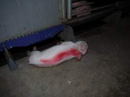 Dead piglet in aisle - Australian pig farming - Captured at Golden Grove Piggery, Young NSW Australia.