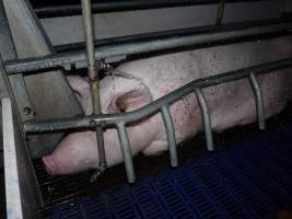 Busted water pipe spraying on sow - Australian pig farming - Captured at Golden Grove Piggery, Young NSW Australia.