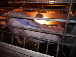Sow trying to lie down - Australian pig farming - Captured at Golden Grove Piggery, Young NSW Australia.