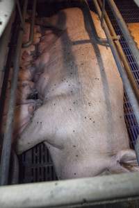 Sow covered in flies - Australian pig farming - Captured at Golden Grove Piggery, Young NSW Australia.