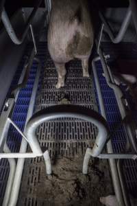 Excrement piled at back of farrowing crate - Australian pig farming - Captured at Golden Grove Piggery, Young NSW Australia.