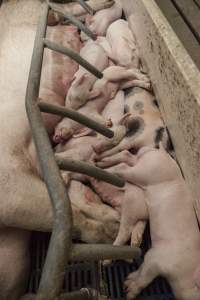 Piglets piled together beside mother - Australian pig farming - Captured at Golden Grove Piggery, Young NSW Australia.