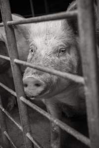 Sow - Australian pig farming - Captured at Golden Grove Piggery, Young NSW Australia.