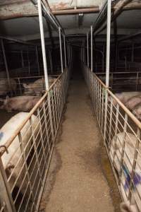 Group sow housing in insemination shed - Australian pig farming - Captured at Golden Grove Piggery, Young NSW Australia.