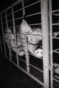 Group sow housing in insemination shed - Australian pig farming - Captured at Golden Grove Piggery, Young NSW Australia.