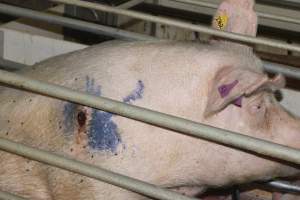 Sow with pressure sore - Australian pig farming - Captured at Wonga Piggery, Young NSW Australia.