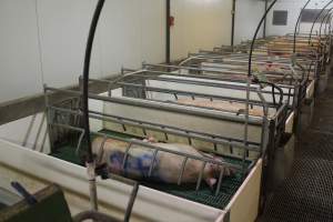 Farrowing crates at Wonga Piggery NSW - Australian pig farming - Captured at Wonga Piggery, Young NSW Australia.