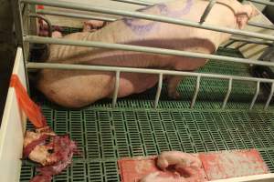 Stillborn piglet - Australian pig farming - Captured at Wonga Piggery, Young NSW Australia.