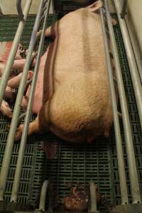 Stillborn piglet at back of crate - Australian pig farming - Captured at Wonga Piggery, Young NSW Australia.