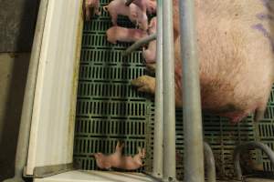 Dead piglet at back of crate - Australian pig farming - Captured at Wonga Piggery, Young NSW Australia.