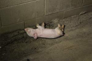 Dead piglet in corridor - Australian pig farming - Captured at Wonga Piggery, Young NSW Australia.