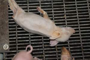 Dead piglet - Australian pig farming - Captured at Wonga Piggery, Young NSW Australia.