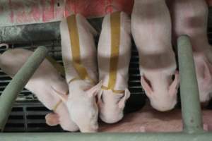 Piglets with splayleg tape - Australian pig farming - Captured at Wonga Piggery, Young NSW Australia.