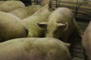 Group sow housing - Australian pig farming - Captured at Wonga Piggery, Young NSW Australia.