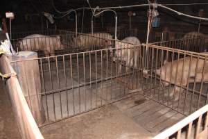 Boars - Australian pig farming - Captured at Wonga Piggery, Young NSW Australia.