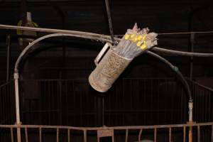 Pork stork catheters - For artificial insemination - Captured at Wonga Piggery, Young NSW Australia.