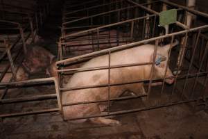 Sow stalls - Australian pig farming - Captured at Wonga Piggery, Young NSW Australia.
