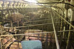 Sow stalls - Australian pig farming - Captured at Wonga Piggery, Young NSW Australia.