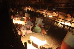 Weaner shed - Australian pig farming - Captured at Wonga Piggery, Young NSW Australia.