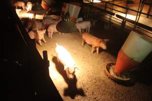 Weaners - Australian pig farming - Captured at Wonga Piggery, Young NSW Australia.