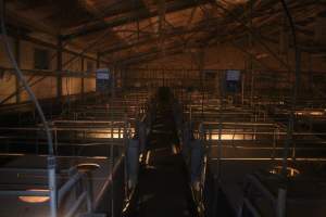Looking down aisle of farrowing shed - Australian pig farming - Captured at Wonga Piggery, Young NSW Australia.