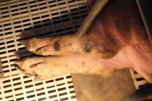 Sow with leg wounds - Australian pig farming - Captured at Wonga Piggery, Young NSW Australia.