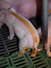 Piglet with splayleg tape - Australian pig farming - Captured at Templemore Piggery, Murringo NSW Australia.