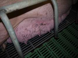 Sow with rough inflamed teats - Australian pig farming - Captured at Templemore Piggery, Murringo NSW Australia.