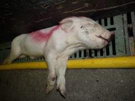 Dead piglet in aisle - Australian pig farming - Captured at Templemore Piggery, Murringo NSW Australia.