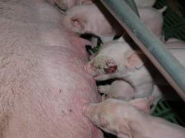 Piglet with facial wound - Australian pig farming - Captured at Templemore Piggery, Murringo NSW Australia.