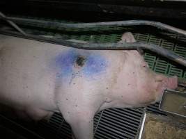 Sow with pressure sore - Australian pig farming - Captured at Templemore Piggery, Murringo NSW Australia.