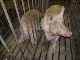 Sows in mating cages - Australian pig farming - Captured at Templemore Piggery, Murringo NSW Australia.