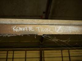 Chalk: 'Remate' - Australian pig farming - Captured at Templemore Piggery, Murringo NSW Australia.