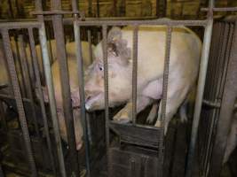 Sow trying to escape mating cage - Australian pig farming - Captured at Templemore Piggery, Murringo NSW Australia.