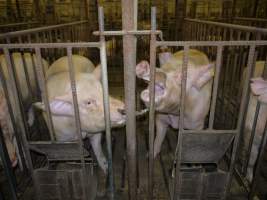 Sows in mating cages - Australian pig farming - Captured at Templemore Piggery, Murringo NSW Australia.
