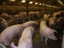 Group sow housing - Australian pig farming - Captured at Templemore Piggery, Murringo NSW Australia.
