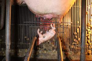 Stillborn piglet - Australian pig farming - Captured at Corowa Piggery & Abattoir, Redlands NSW Australia.