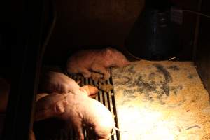 Dead piglet in farrowing crate - Australian pig farming - Captured at Corowa Piggery & Abattoir, Redlands NSW Australia.