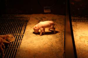 Piglet in farrowing crate - Australian pig farming - Captured at Corowa Piggery & Abattoir, Redlands NSW Australia.