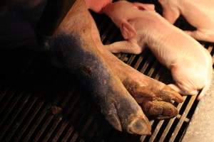 Sow with leg injury - Australian pig farming - Captured at Corowa Piggery & Abattoir, Redlands NSW Australia.
