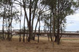 Outside sheds in daylight - Australian pig farming - Captured at Corowa Piggery & Abattoir, Redlands NSW Australia.