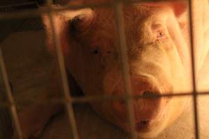Exhausted sow - Australian pig farming - Captured at Corowa Piggery & Abattoir, Redlands NSW Australia.