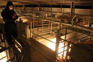 Activists filming - Australian pig farming - Captured at Corowa Piggery & Abattoir, Redlands NSW Australia.