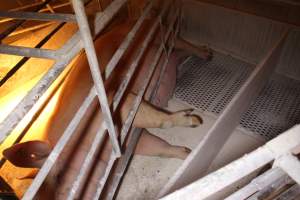 Pregnant sow - Australian pig farming - Captured at Corowa Piggery & Abattoir, Redlands NSW Australia.